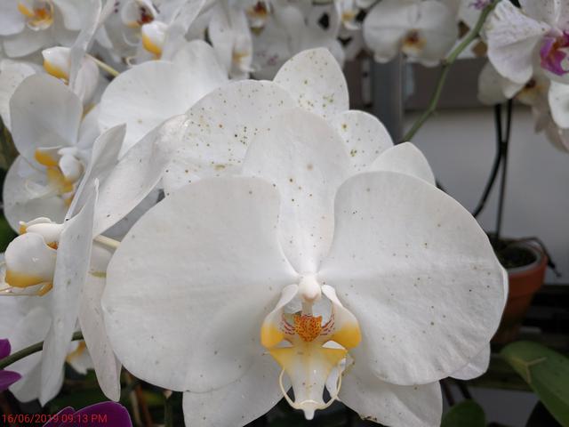 [Image: IMG-20190616-200916.jpg]