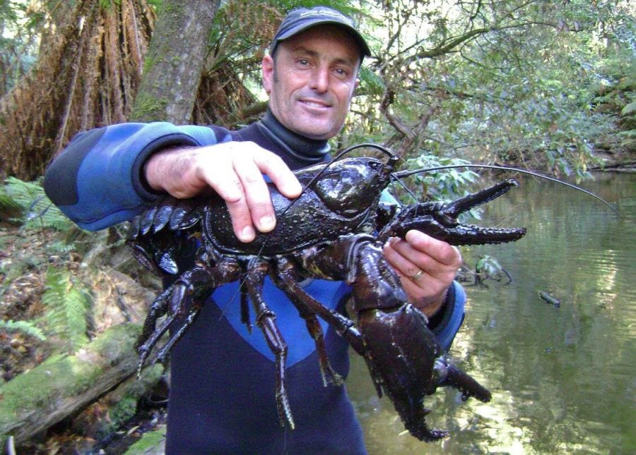 Удивительные тайны Astacopsis gouldi - тасманийский речной гигант Удивительные тайны Astacopsis gouldi - тасманийский речной гигант