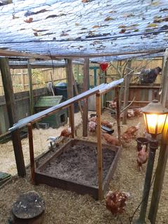 dust-bath-217.jpg