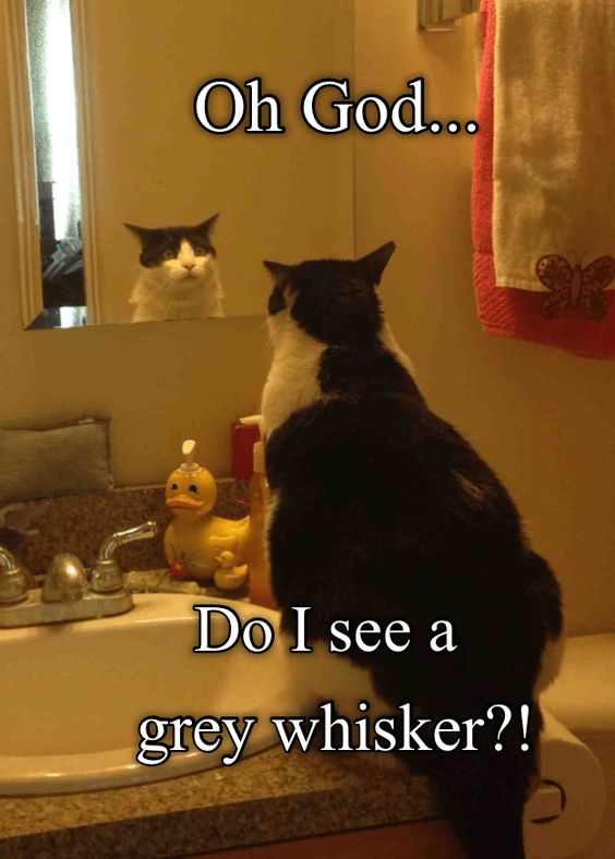 Cat Humor #8