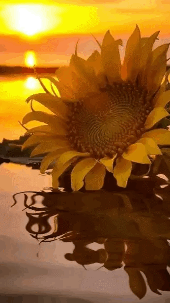5d1d6adb62d48823f027818b0d2ae8f4.gif
