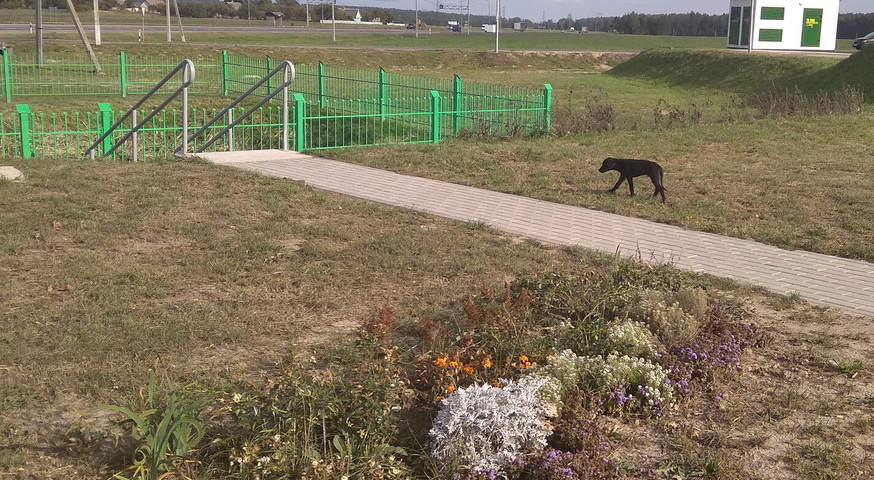 dogs at Belneft station 3