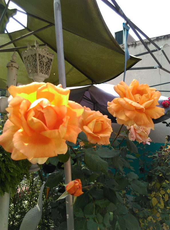 IMG-20191121-WA0010