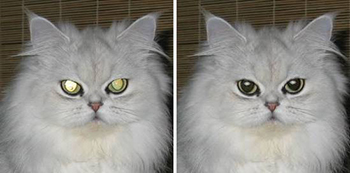 fix-red-eye-cat.jpg