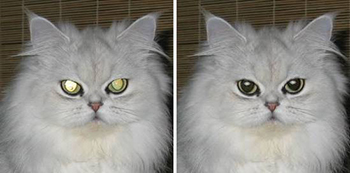 Tintguide Pet Eye Fix Guide v2.2.9 - Ita