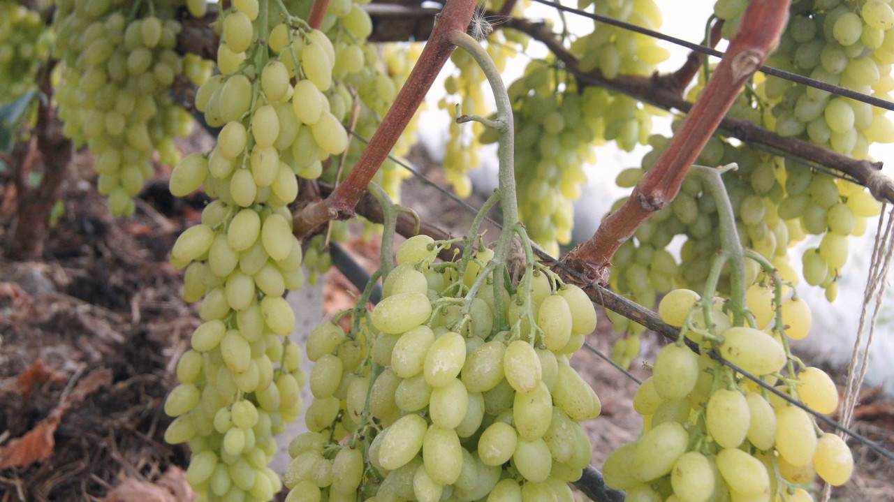 Куст К-ша Столетие под хорошей нагрузкой на участке Натальи Баби