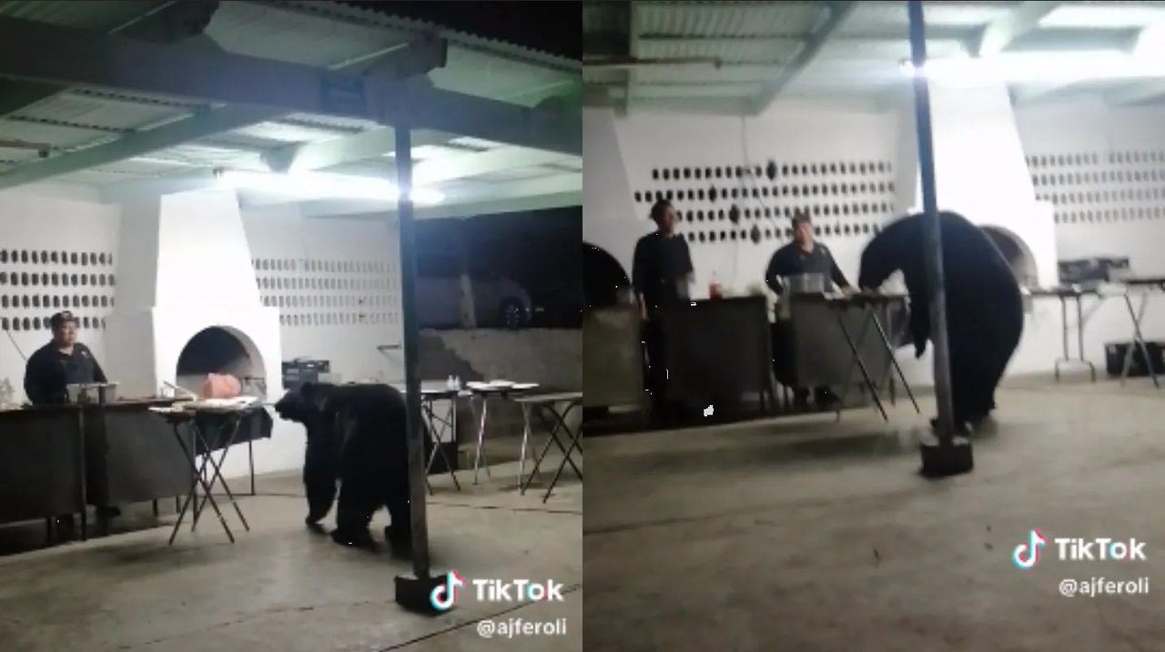 Oso llega a comer a fiesta y se hace viral