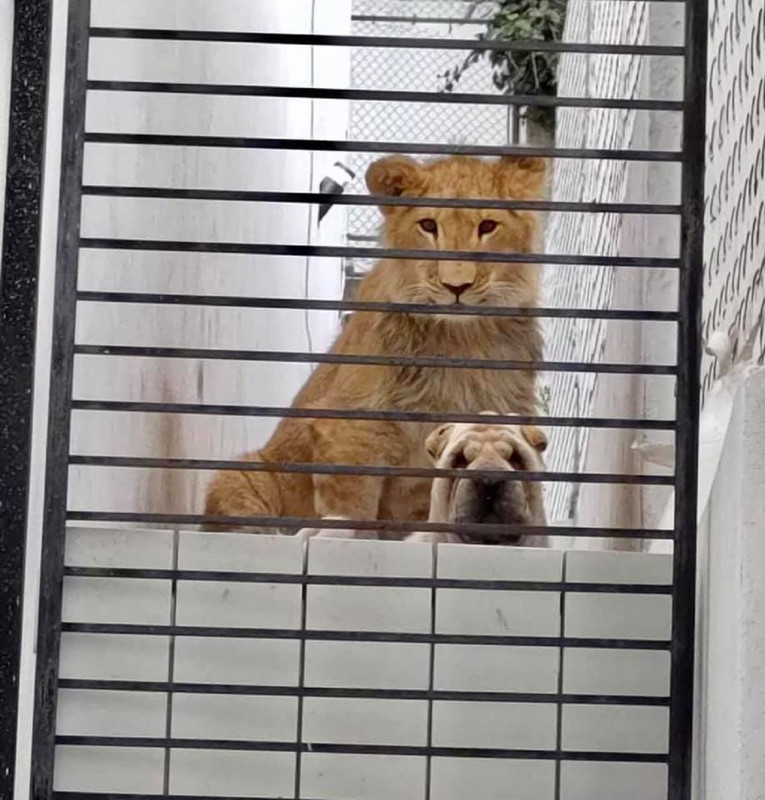 Vecinos en Edomex tienen miedo, en su colonia hay un león y un perro juntos