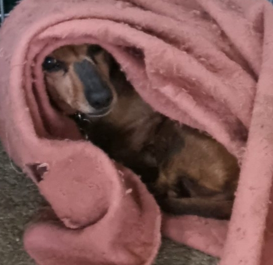 [Image: 20210403-083134.jpg]