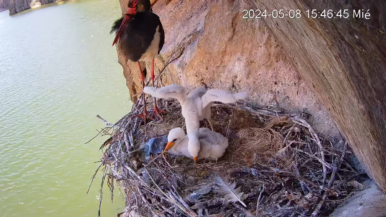 Cigüeña Negra en Tajo Internacional 8-1-39 screenshot