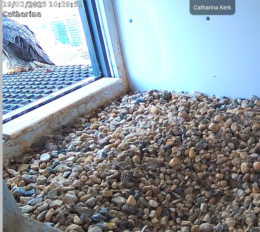 Screenshot_20250219_103000_Chrome