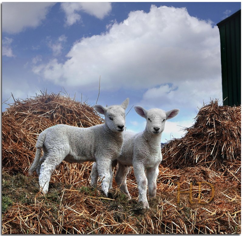 spring-lambs-HD.jpg