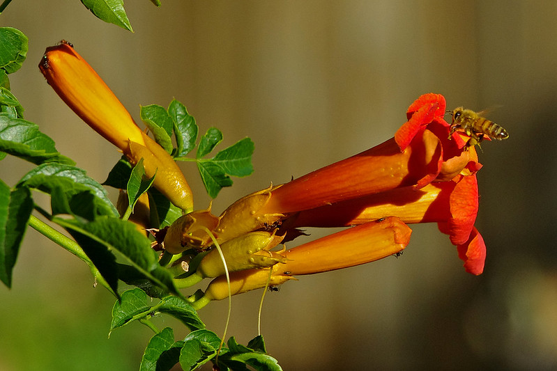 orangetrumpetvine.jpg