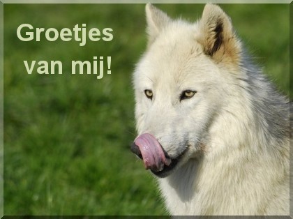 animaatjes-groetjes-55498.jpg