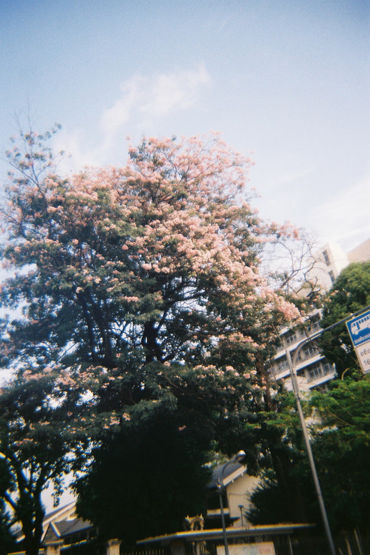 Kodak-Gold-38-resized