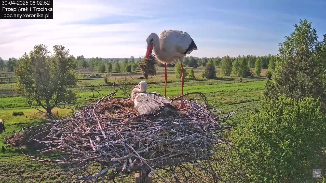30042025bociany_8