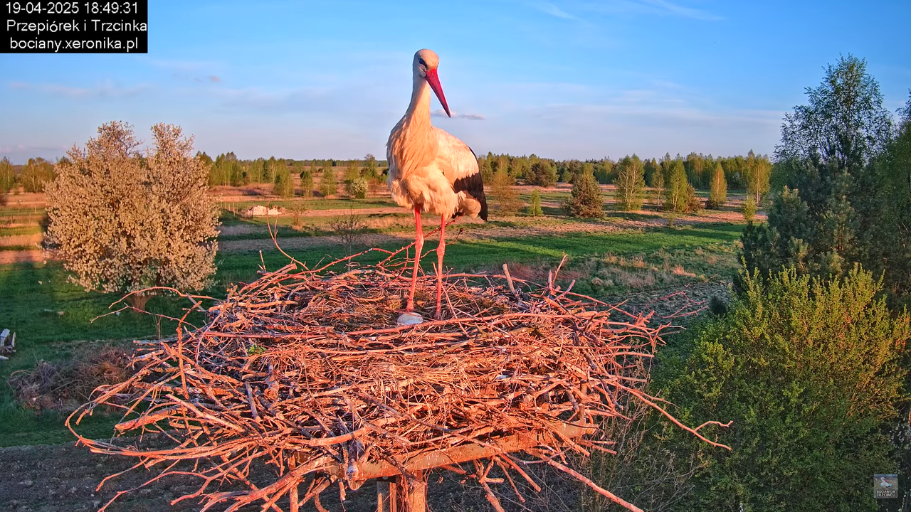 19042025bociany28
