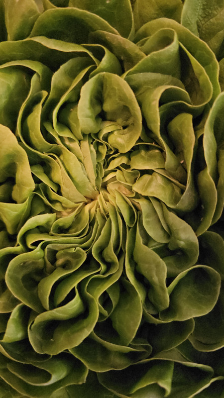 Lettuce-be.jpg