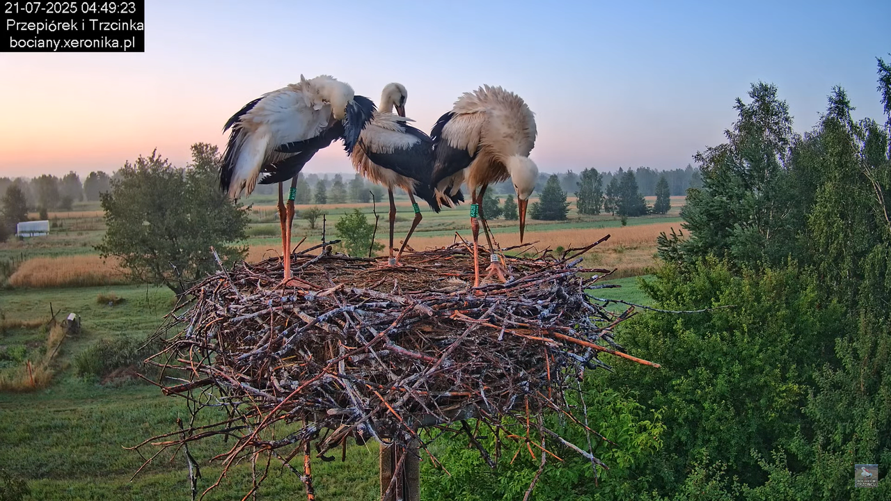 21072025bociany2