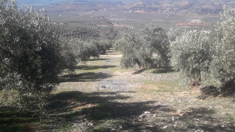 Seguimiento evolutivo/productividad parcela de secano en calar (Jaén) 2019_01