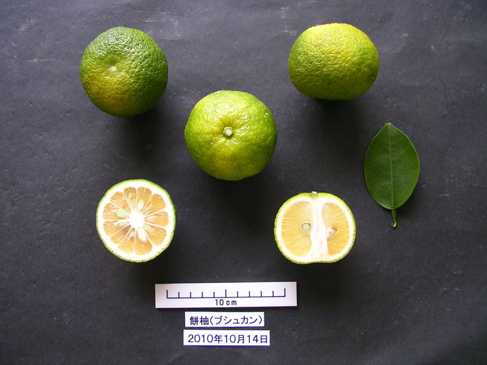 ブシュカン(モチユ)Bushukan (mochiyu)