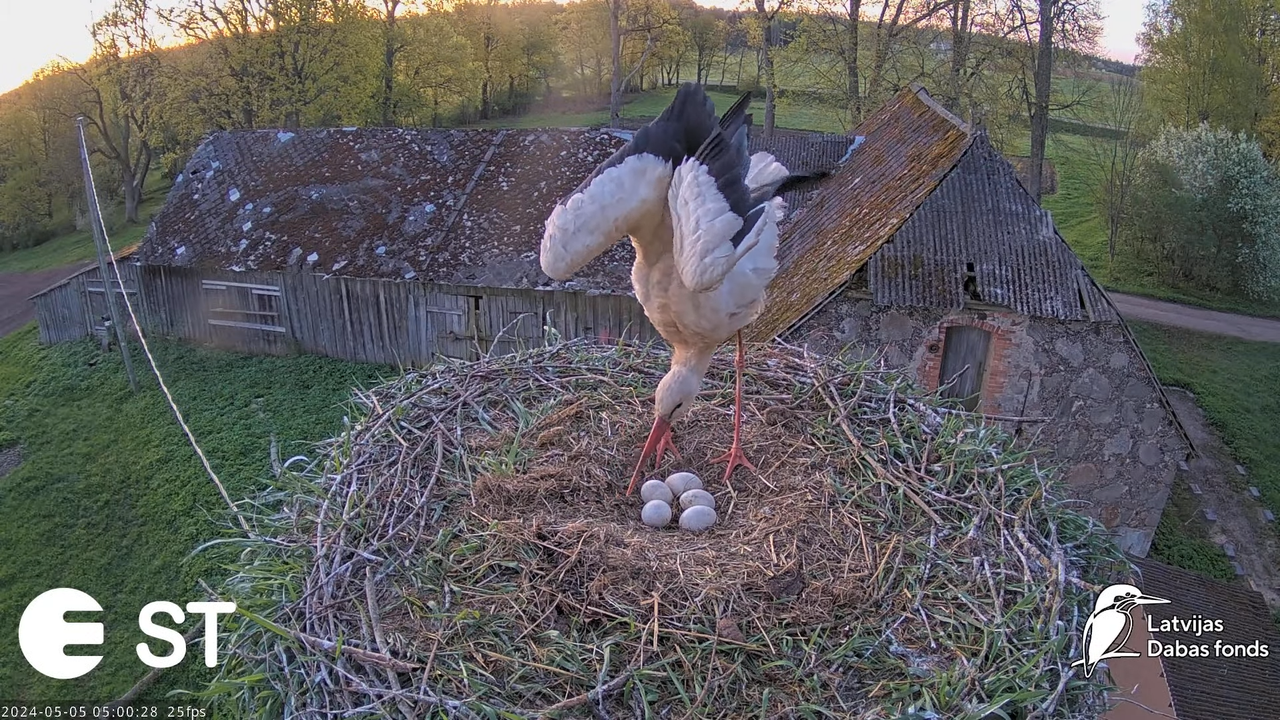 Baltie stārķi (Ciconia ciconia) Tukuma novadā - LDF tiešraide __ White storks in Tukums, Latvia 8-47