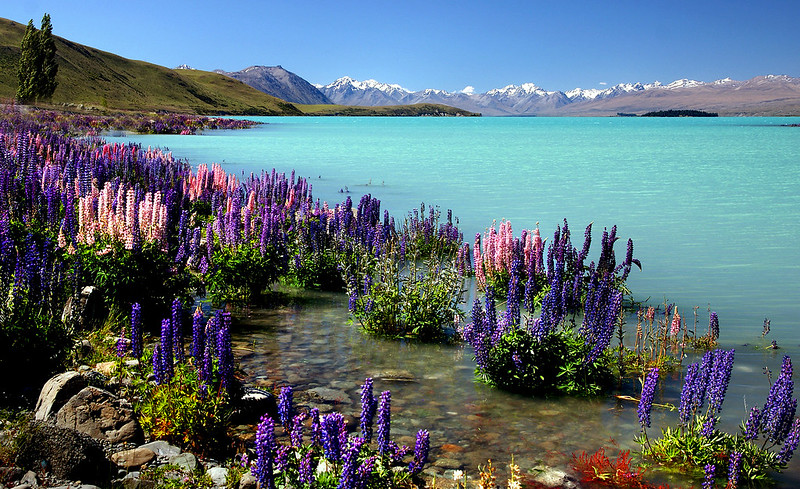 purple-lupins.jpg