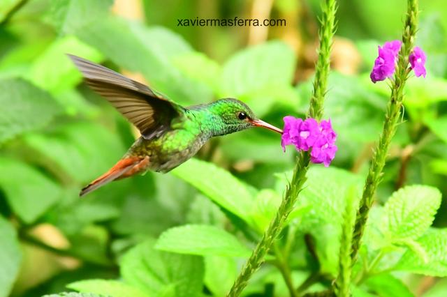 Costa Rica con niños. Julio-Agosto 2018 - Blogs de Costa Rica - Monteverde-Volcán Tenorio (Río Celeste)-Brasilito (Conchal) (2)