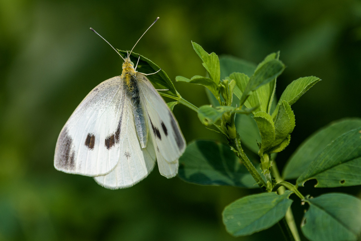 Obrázek