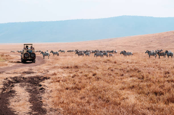 Tanzania-safari-28.jpg