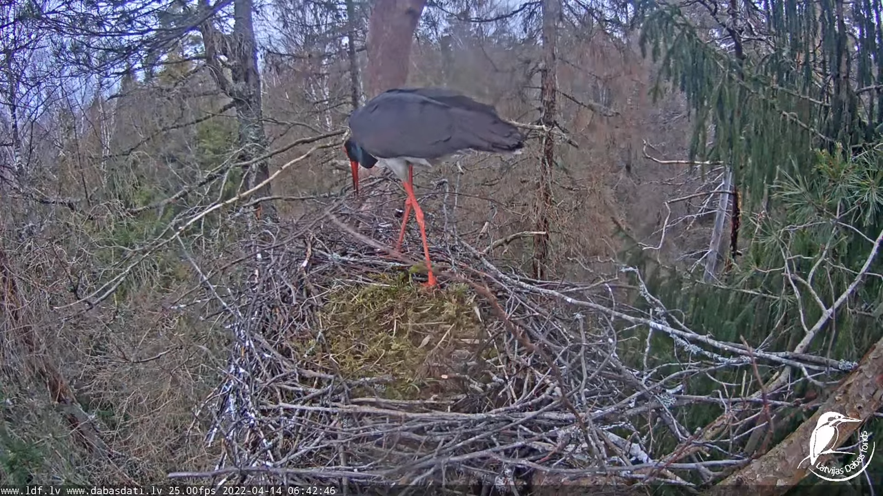 Melnais stārķis (Ciconia nigra) Siguldas novadā - LDF tiešraide 12-18-41 screenshot