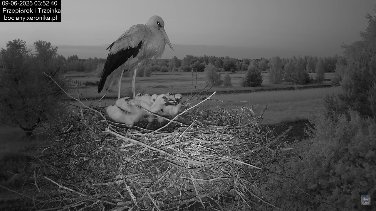 09062025bociany1