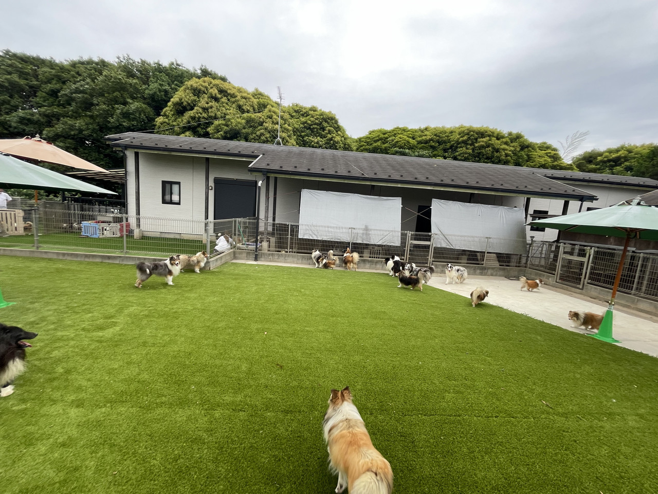 シェルティの写真