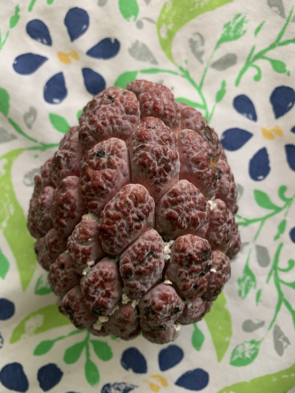 0FE08090-75AA-4BB6-9039-25EDC4FF2537