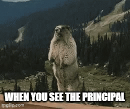 ajp4rr.gif