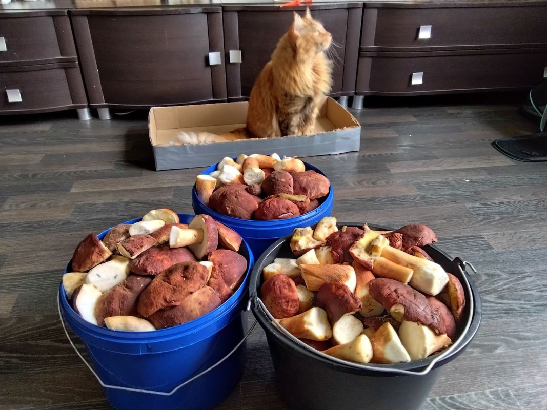 IMG_20250910_233207_358