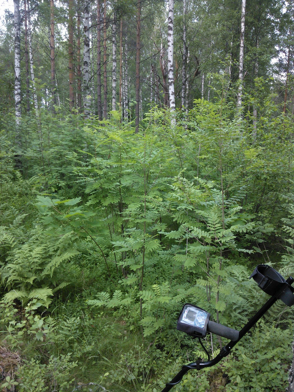 näre