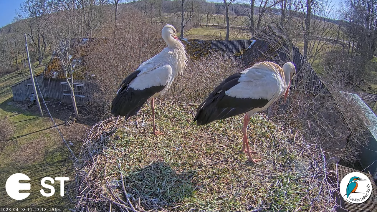 Baltie stārķi (Ciconia ciconia) Tukuma novadā - LDF tiešraide __ White storks in Tukums, Latvia 13-1