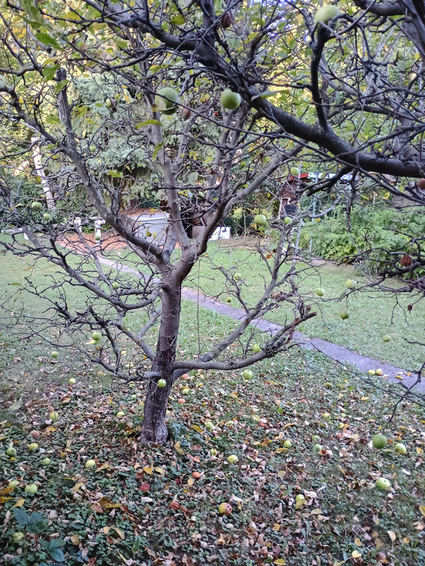 IMG_20250813_071137030_HDR