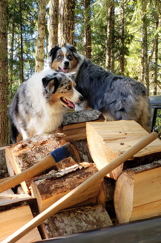 Firewood dogs. Share yours Page 19 Firewood Hoarders Club