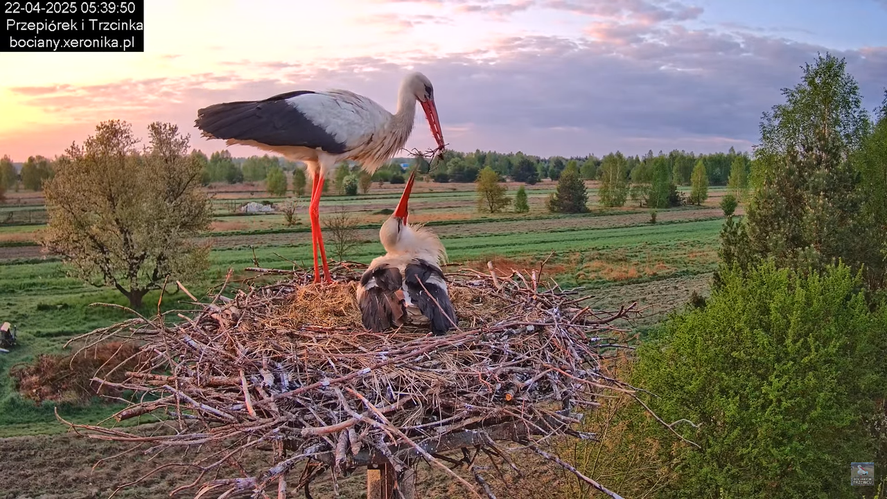 22042025bociany2