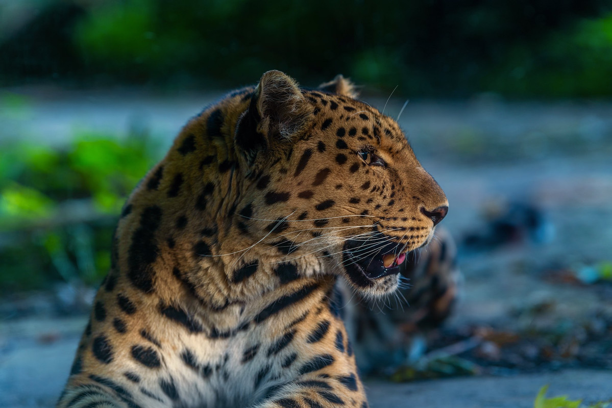 99px_ru_wallpaper_326603_leopard_na_razmitom_fone_by_max_lak
