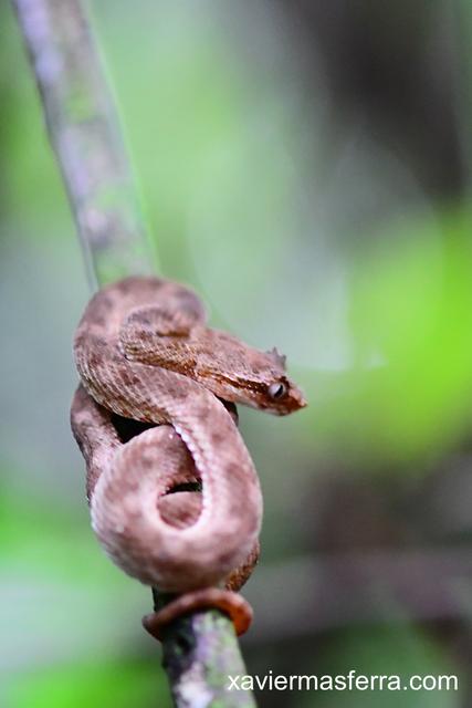 Tortuguero-Arenal-Monteverde - Costa Rica con niños. Julio-Agosto 2018 (3)