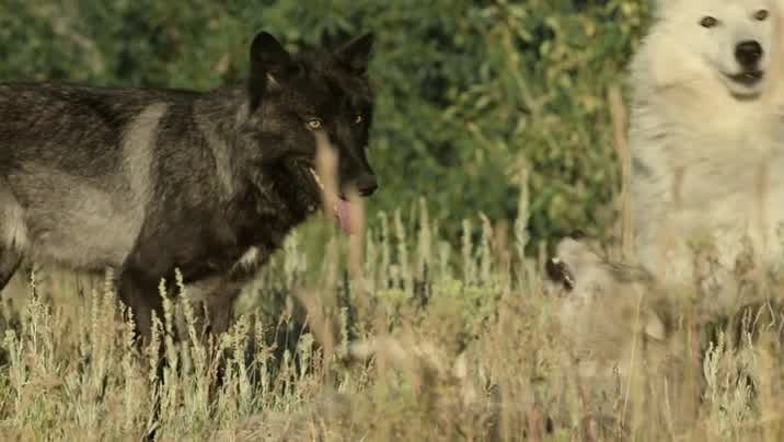 [Image: l7qap69emy0p.jpg]