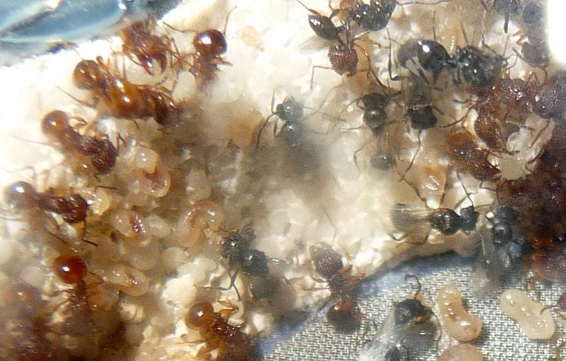 2407-Wall-of-brood.jpg