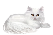 Winter-White-Elements-225