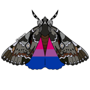 moths1-2