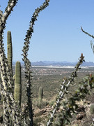 [Image: IMG-4736.jpg]