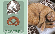 Pretzel Cat