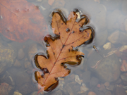 leaf-4608x3456.png